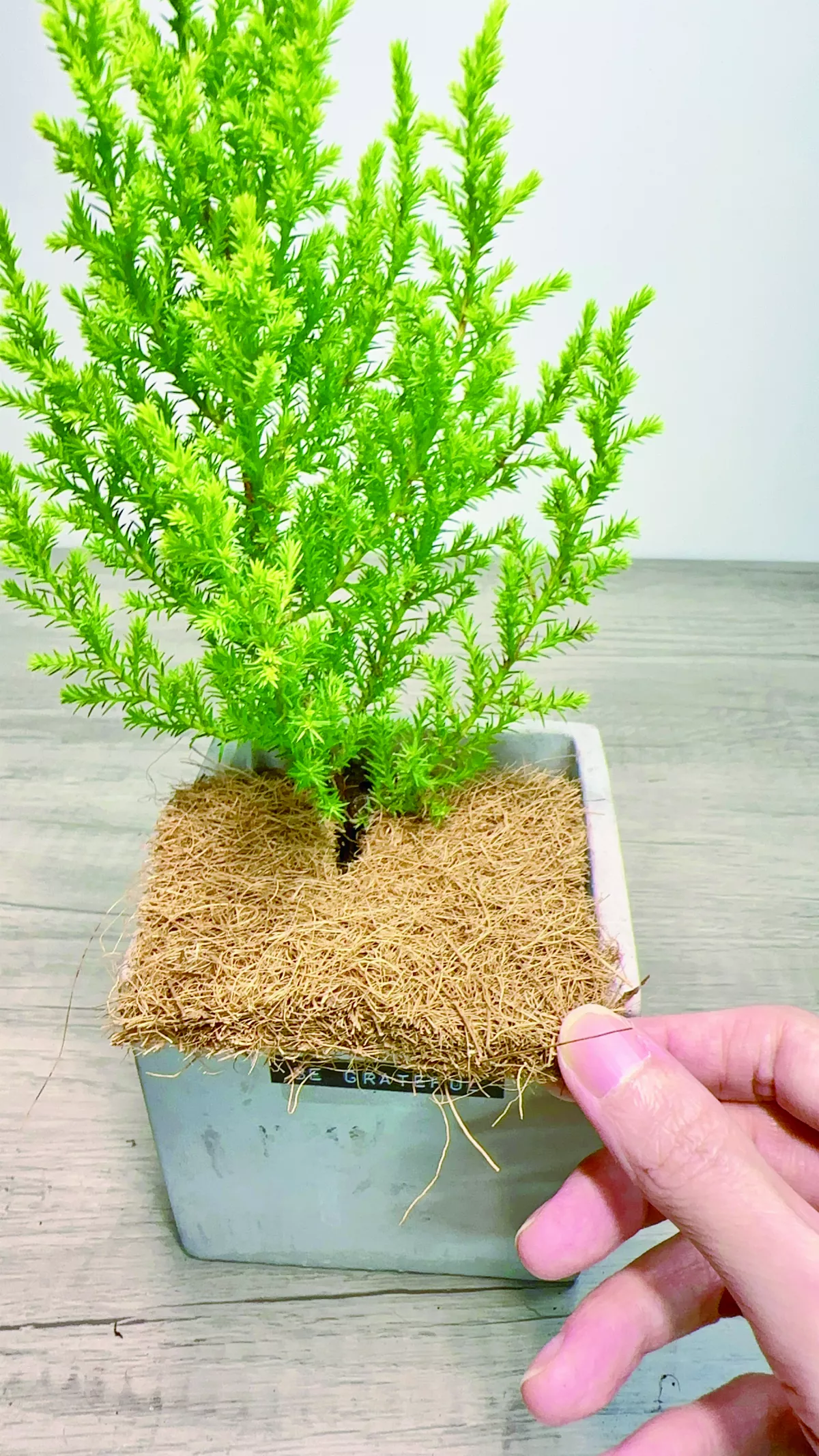 【愛植栽】12月的禮物 香冠柏