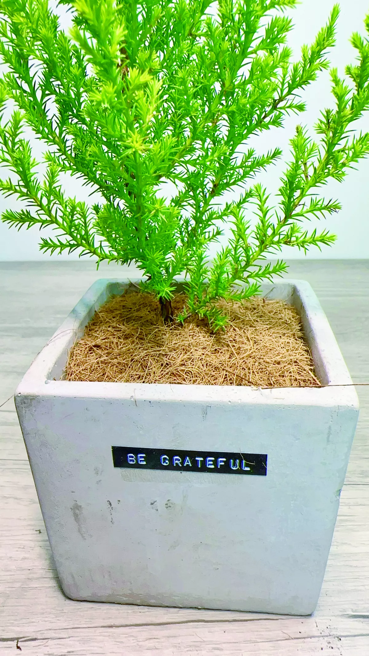【愛植栽】12月的禮物 香冠柏