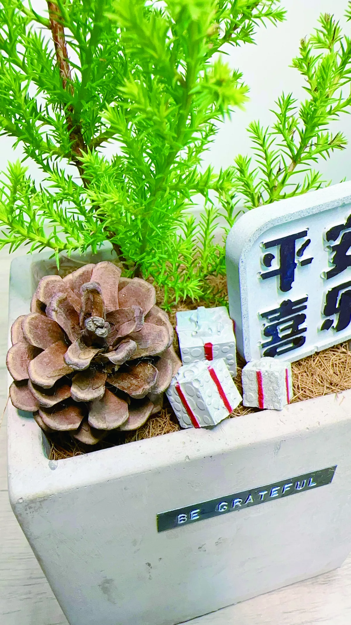 【愛植栽】12月的禮物 香冠柏