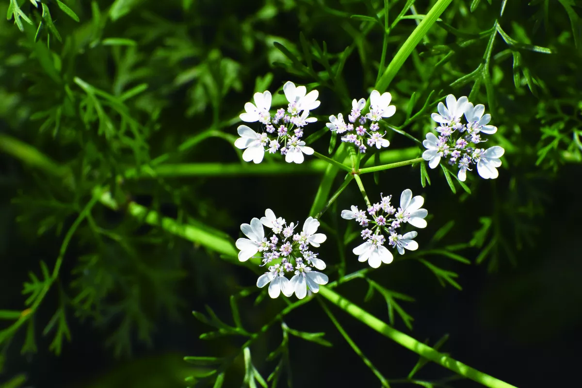 【食時有味】 宜撒芫荽一巡