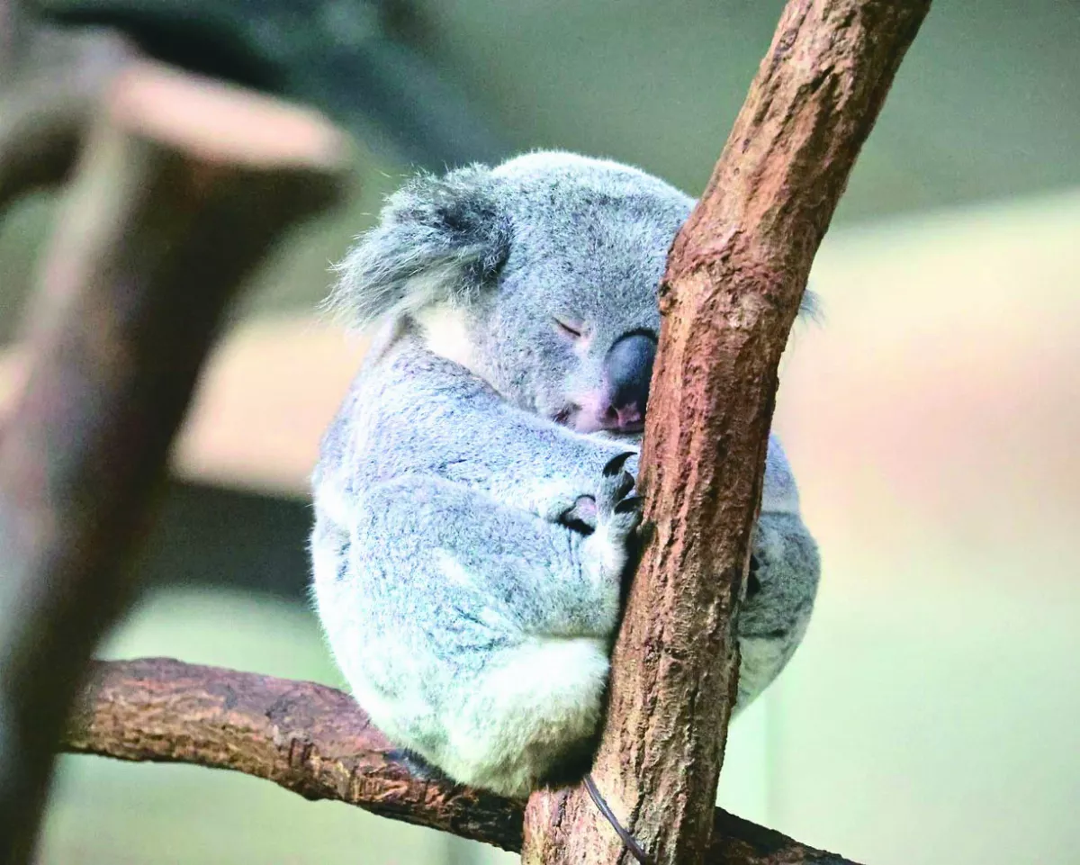 天冷愛睏 無尾熊上班打瞌睡