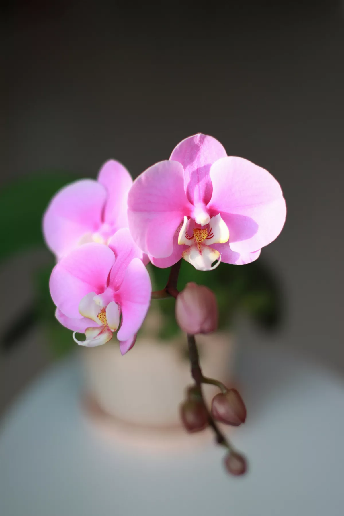 【人間風景】心寬了 花兒也知道