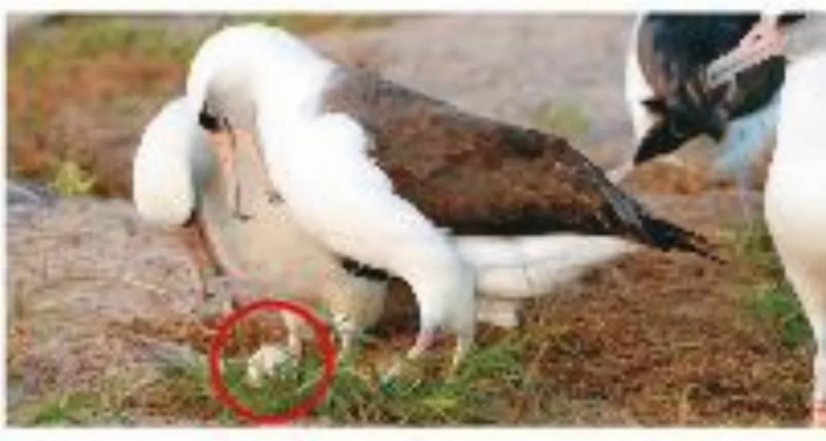 全球最老野鳥 74歲信天翁再下蛋
