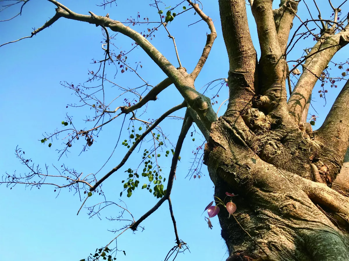 【2024第十四屆全球華文 文學星雲獎】 人間禪詩貳獎—梅花菩薩