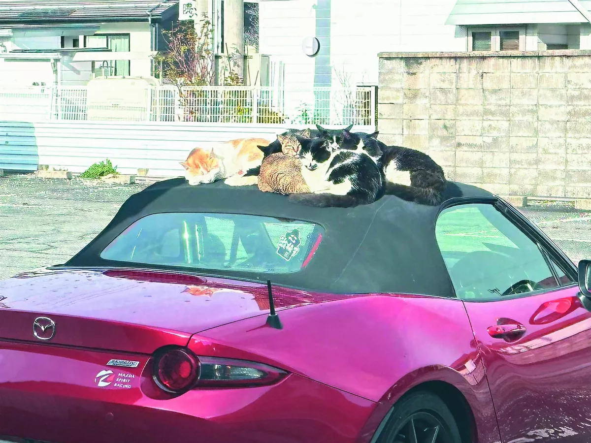 想開車外出 見貓群擠車頂取暖