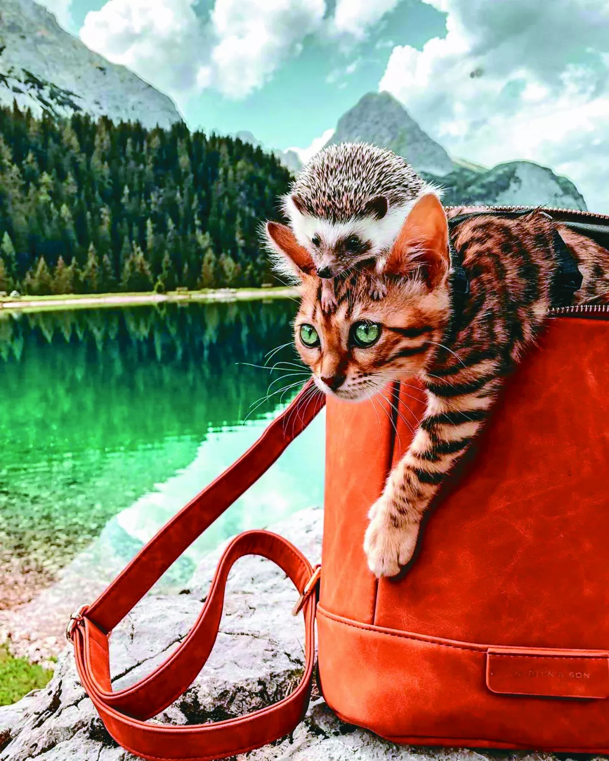 刺蝟冒險家 環遊世界給人歡喜