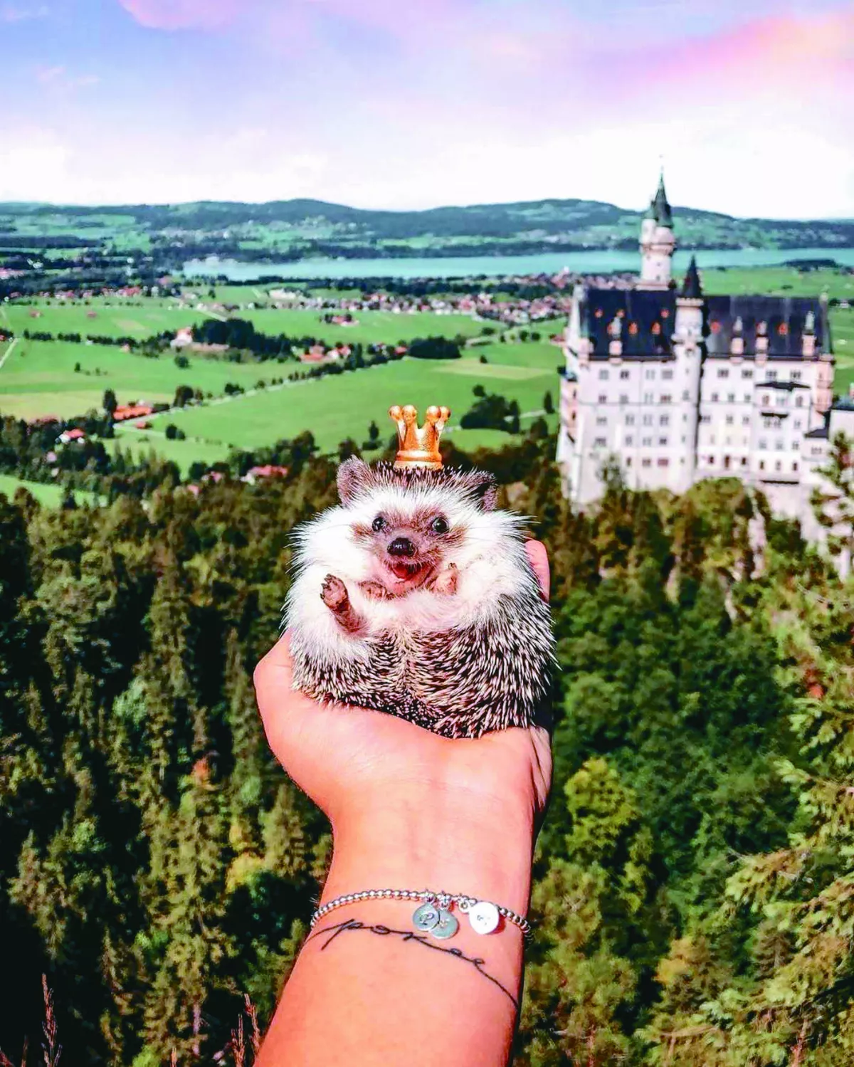 刺蝟冒險家 環遊世界給人歡喜