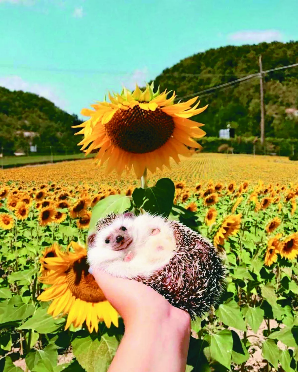 刺蝟冒險家 環遊世界給人歡喜