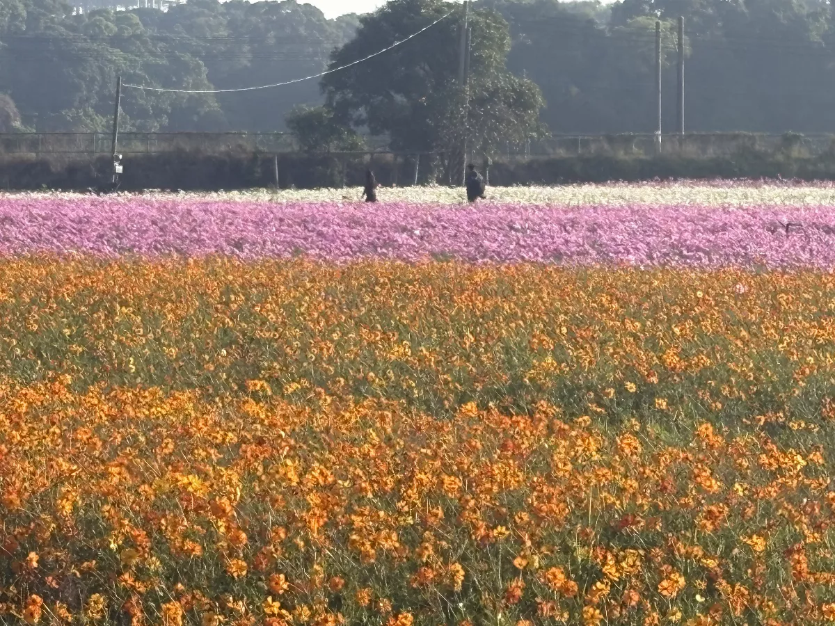 火車花海裝置藝術 花花世界成亮點