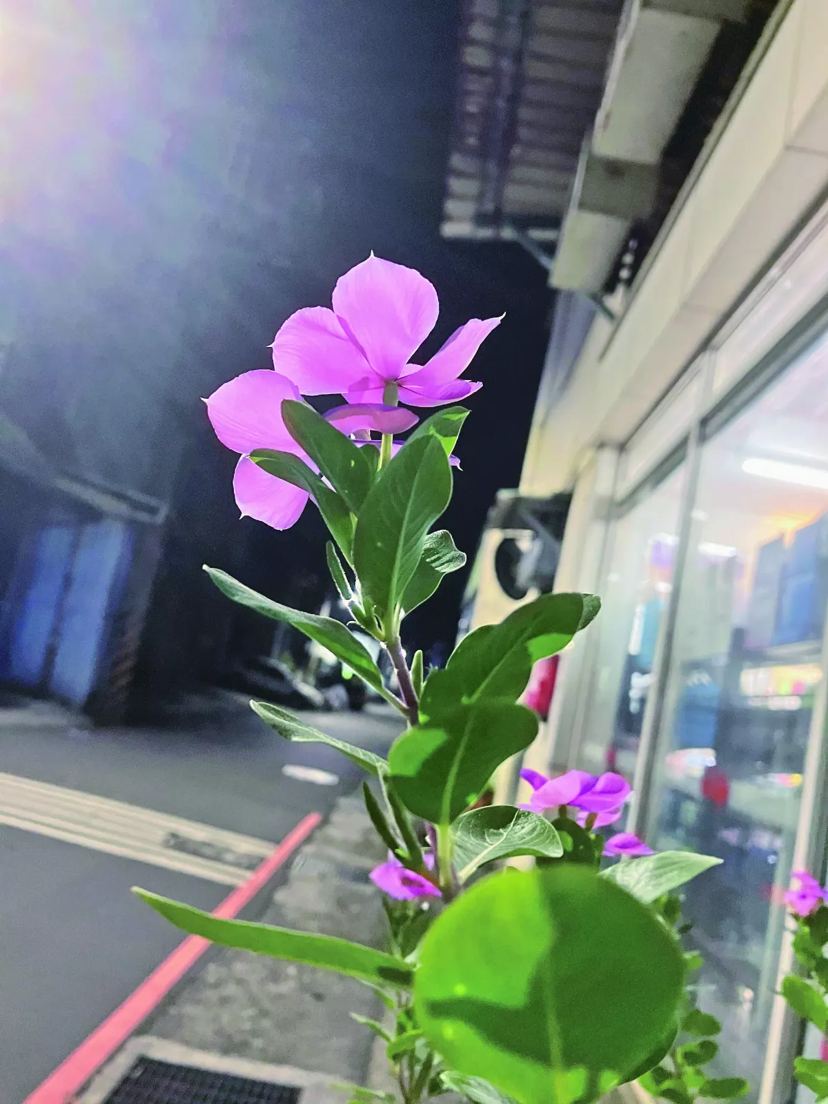 【生活快門】遇見另一種美