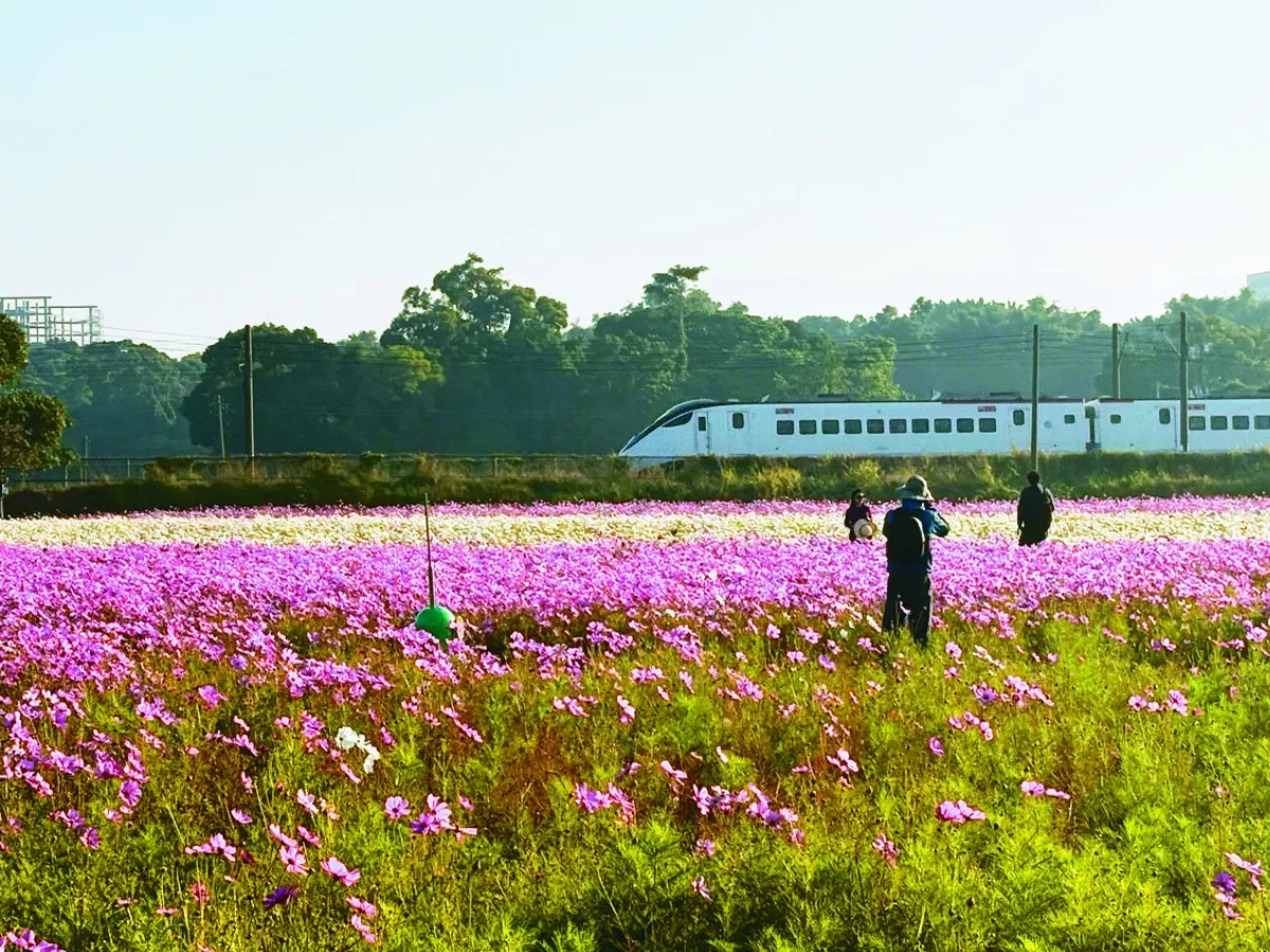 花花世界