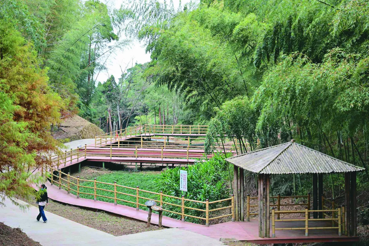 草嶺石壁森林 打造療癒基地