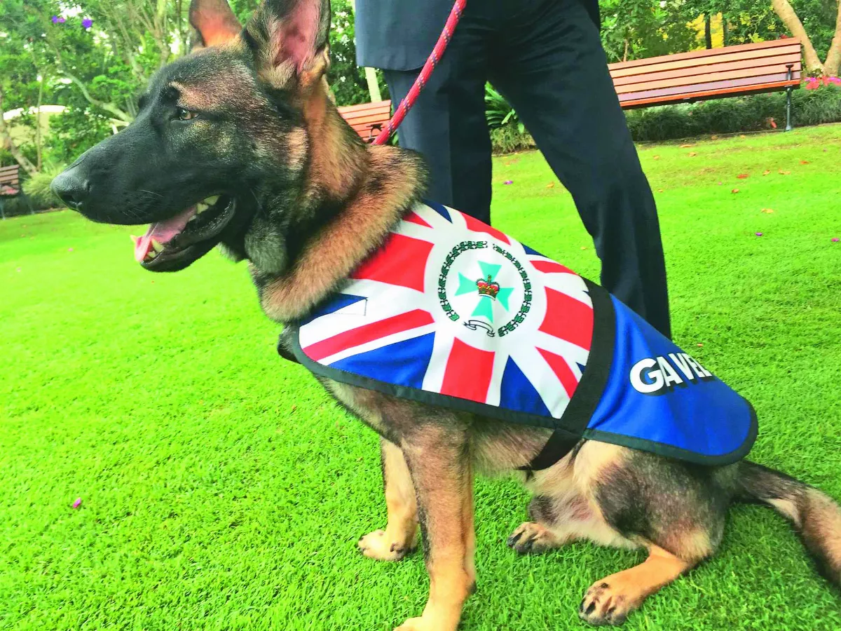 警犬太黏人被淘汰 升職迎賓犬