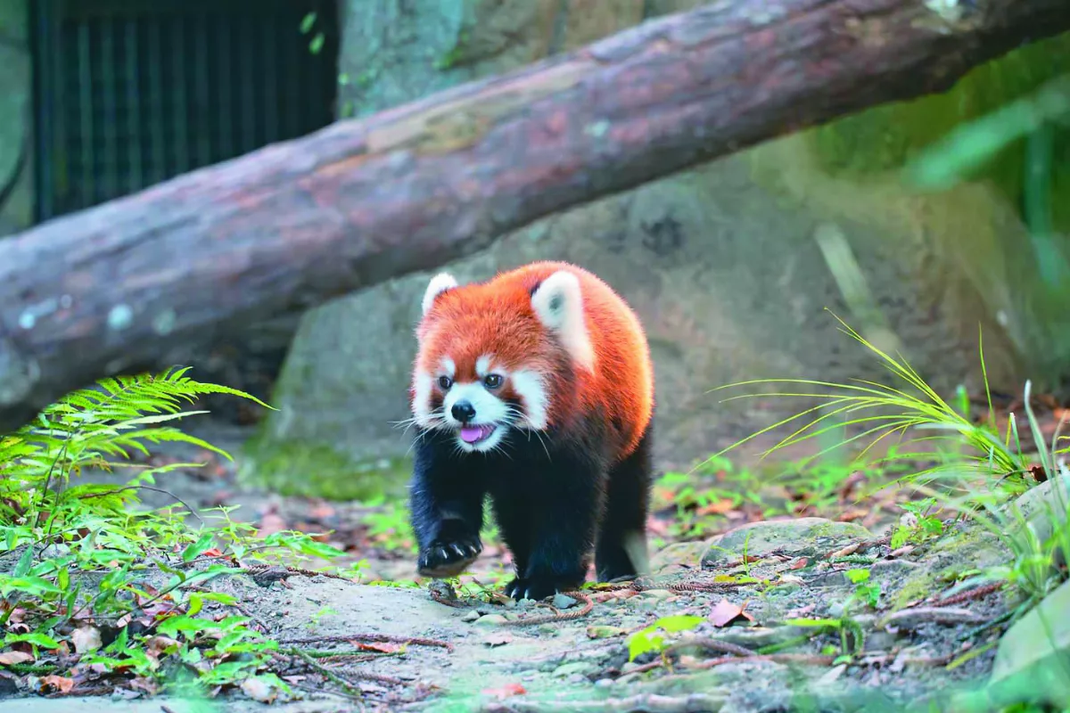 雙城論壇 上海宣布來台團隊遊