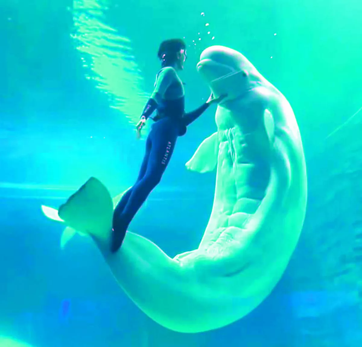 白鯨秀18塊腹肌  健美身形吸睛