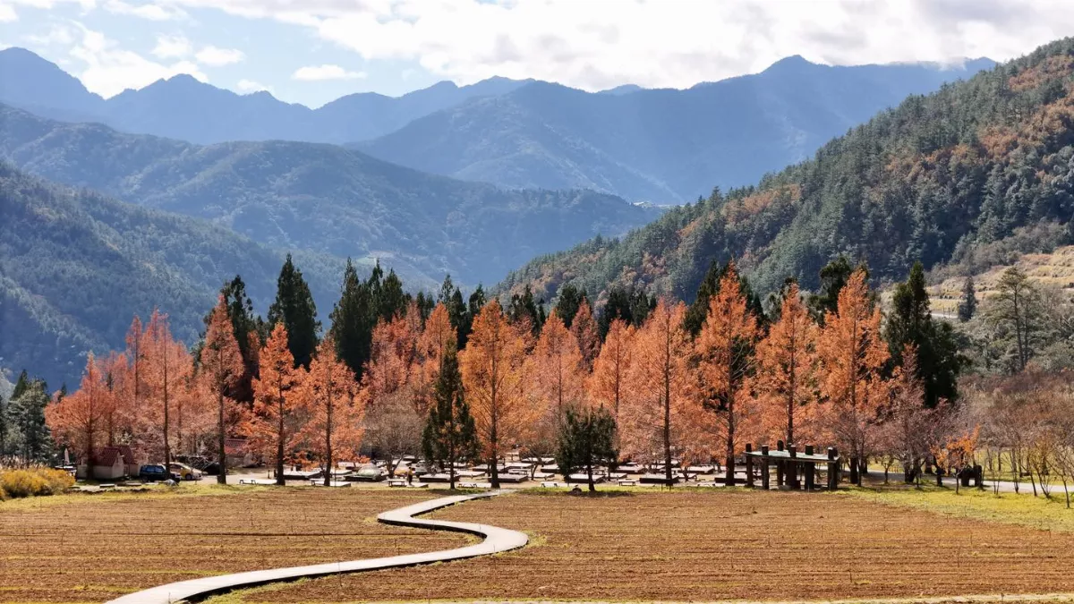 大陸冷氣團催紅 中部山區賞楓趣