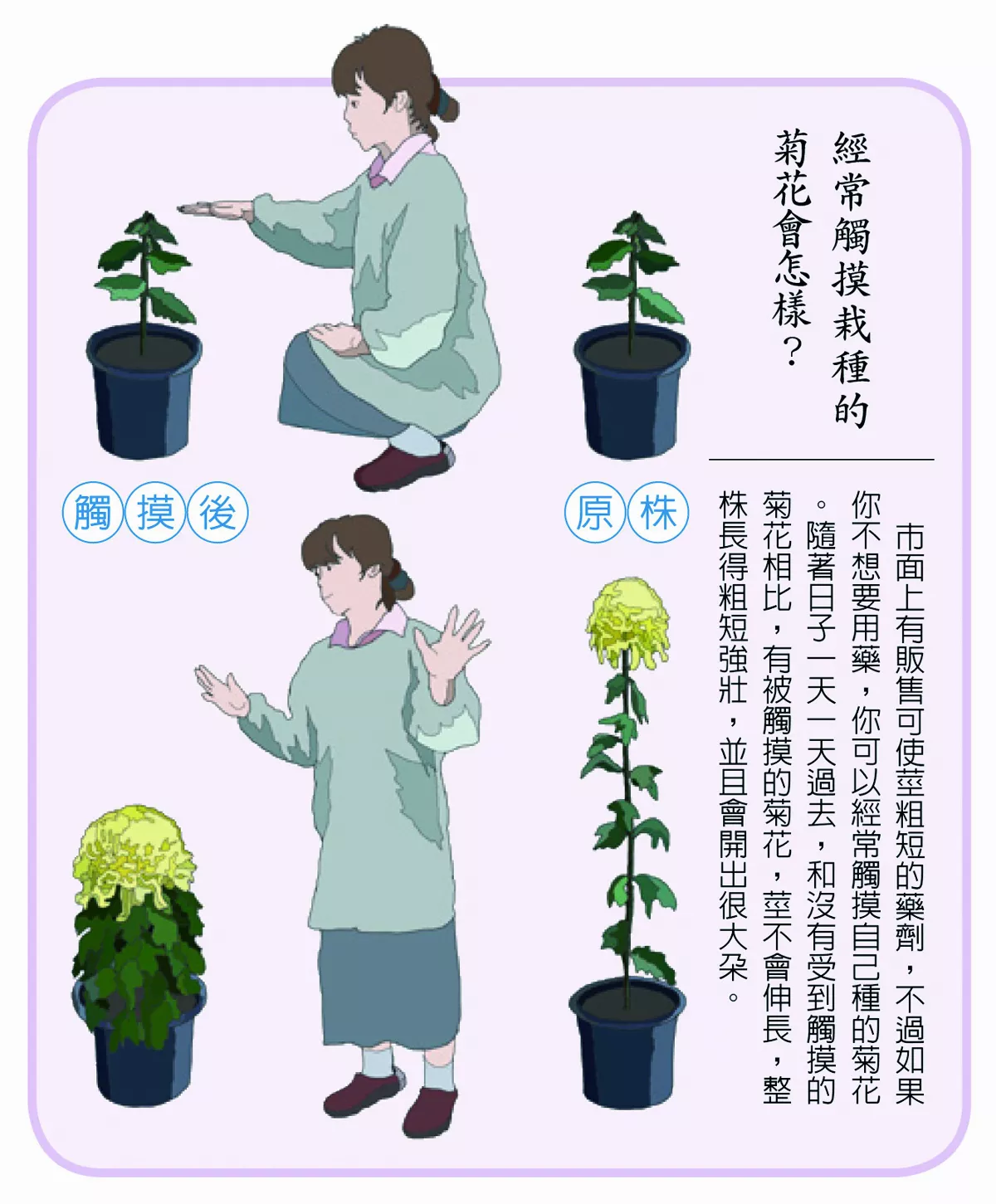 接觸刺激可 促使植物開大花朵嗎？