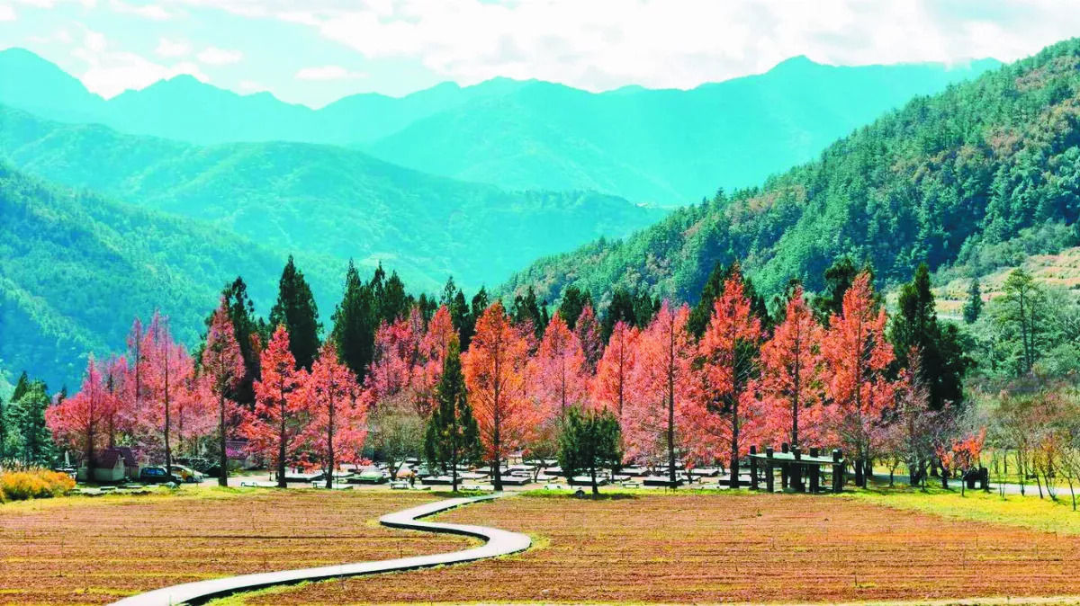 高山落羽松轉紅