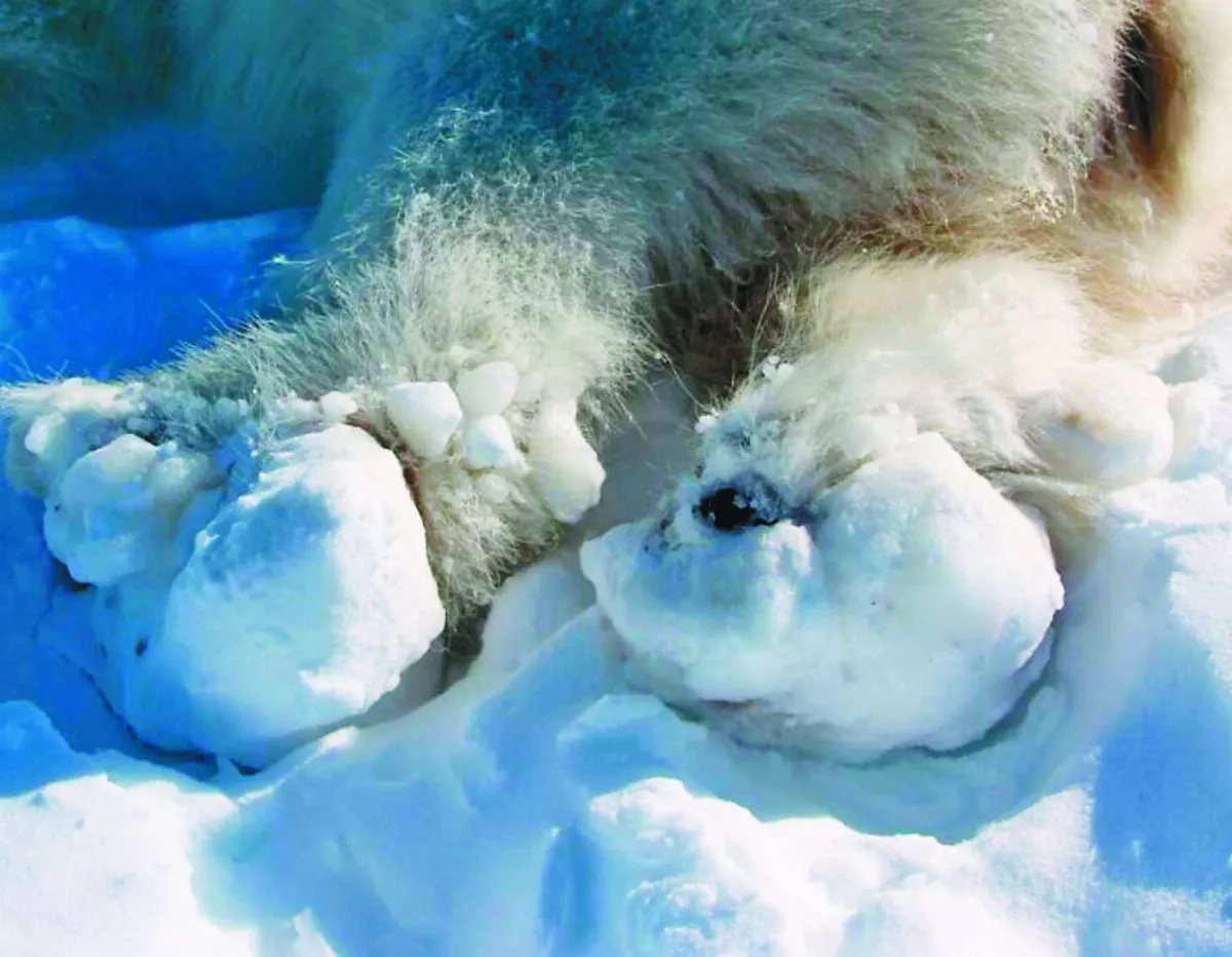 暖化釀碎冰 北極熊寸步難行