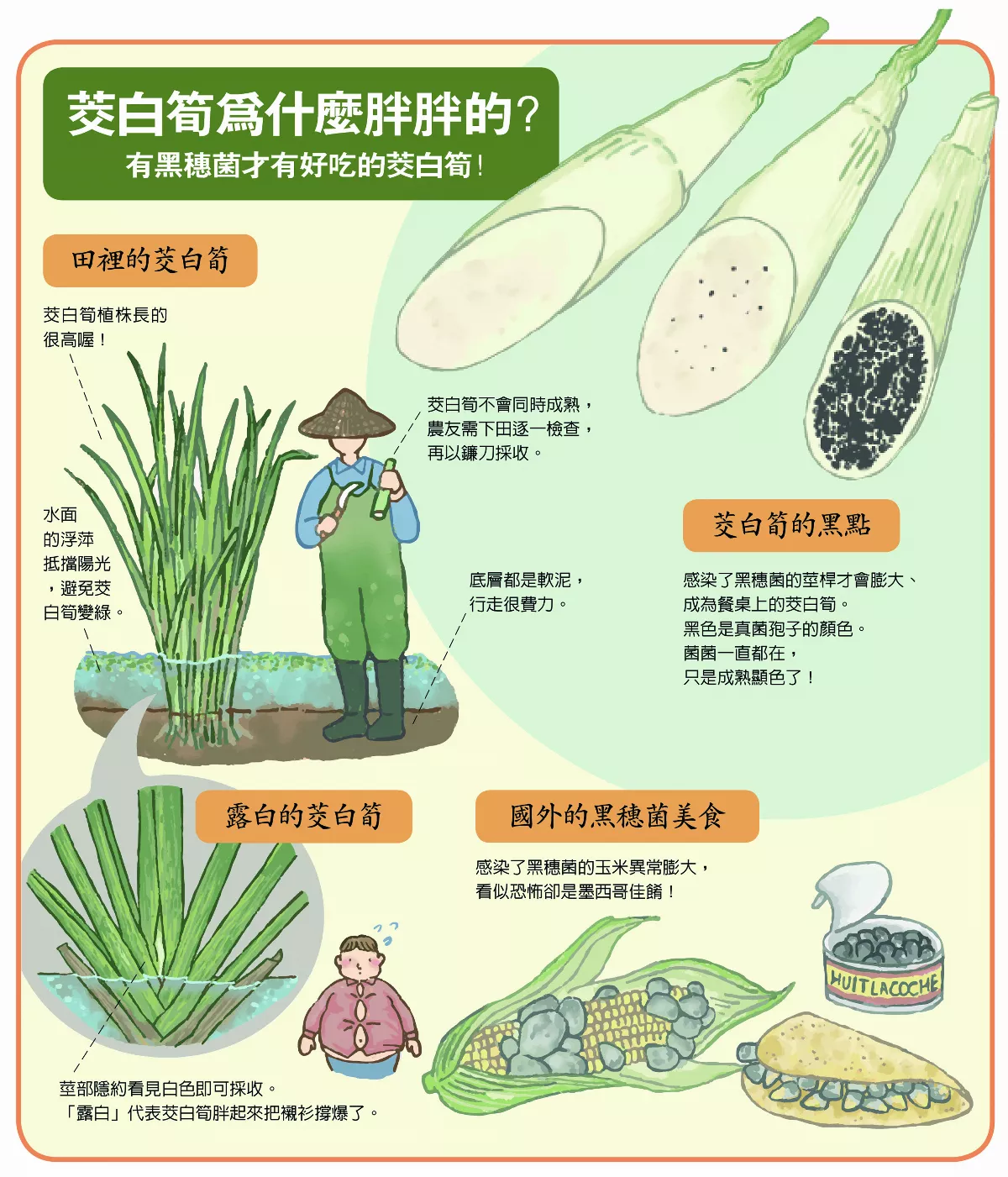 【玉子手札】茭白筍為什麼大肚子？ 