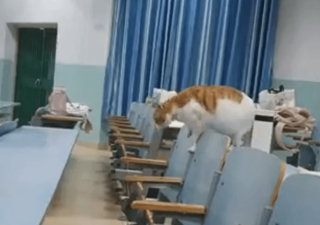 橘貓飛躍失敗   卡住 「肚子掛半空中」