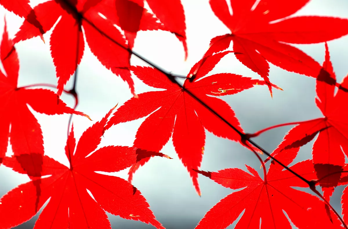 【看人間】一株會脫衣服的楓樹… …冬天生存智慧