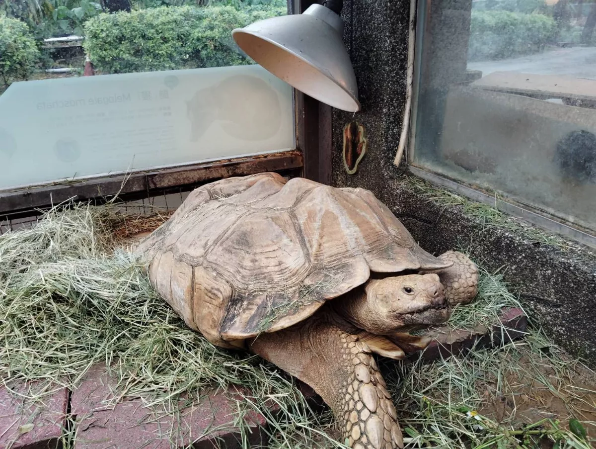 天氣冷颼颼 壽山點亮保暖燈為動物禦寒
