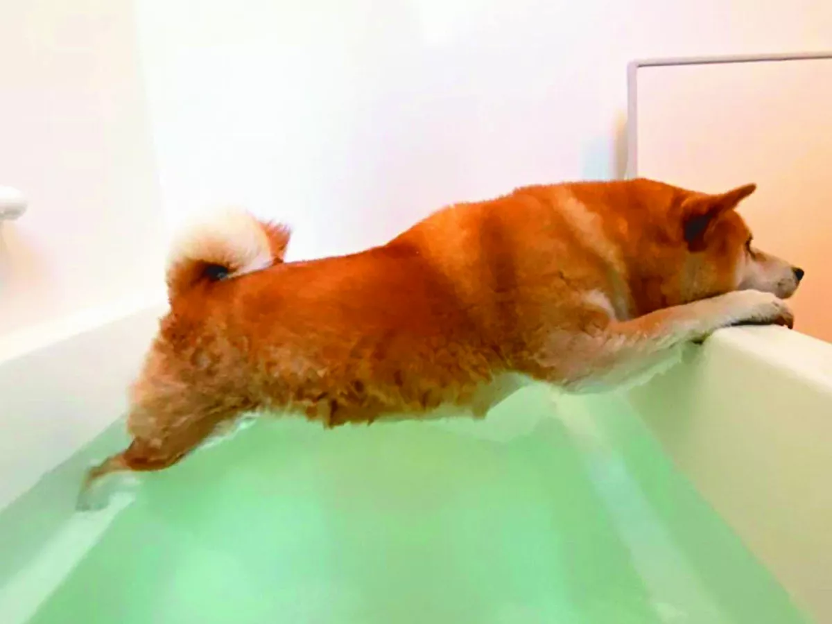 柴犬討厭洗澡  短腿撐浴缸頑抗