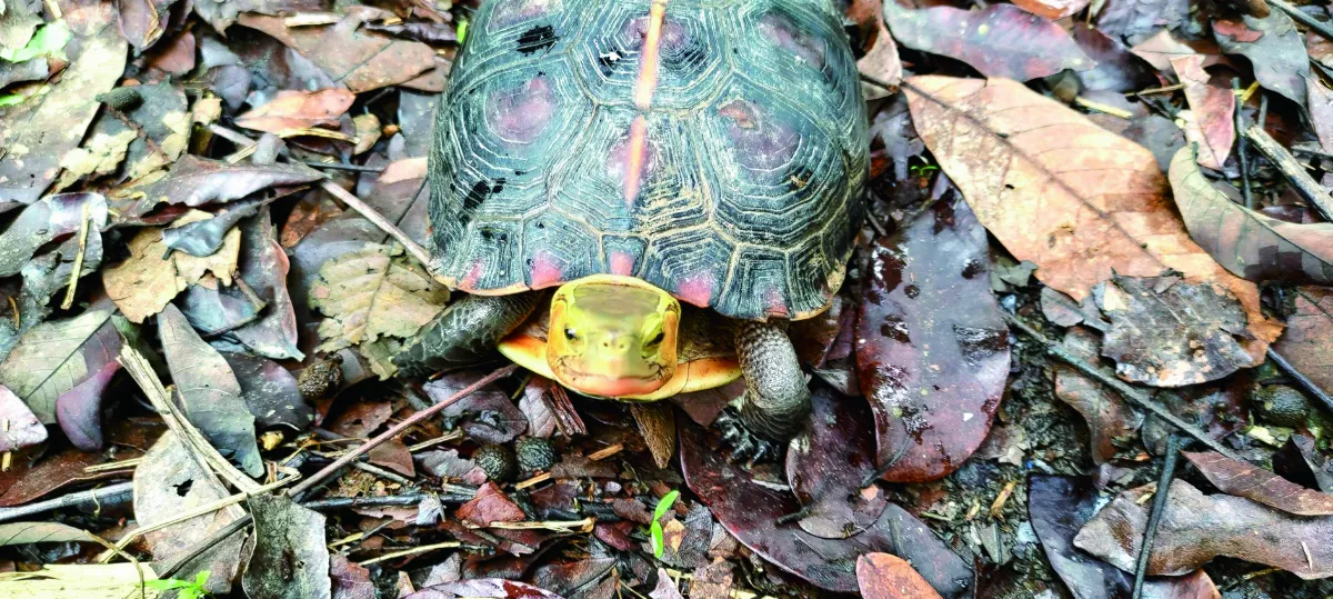 【獻給動物朋友的詩】食蛇龜，我在生態果園裡等你