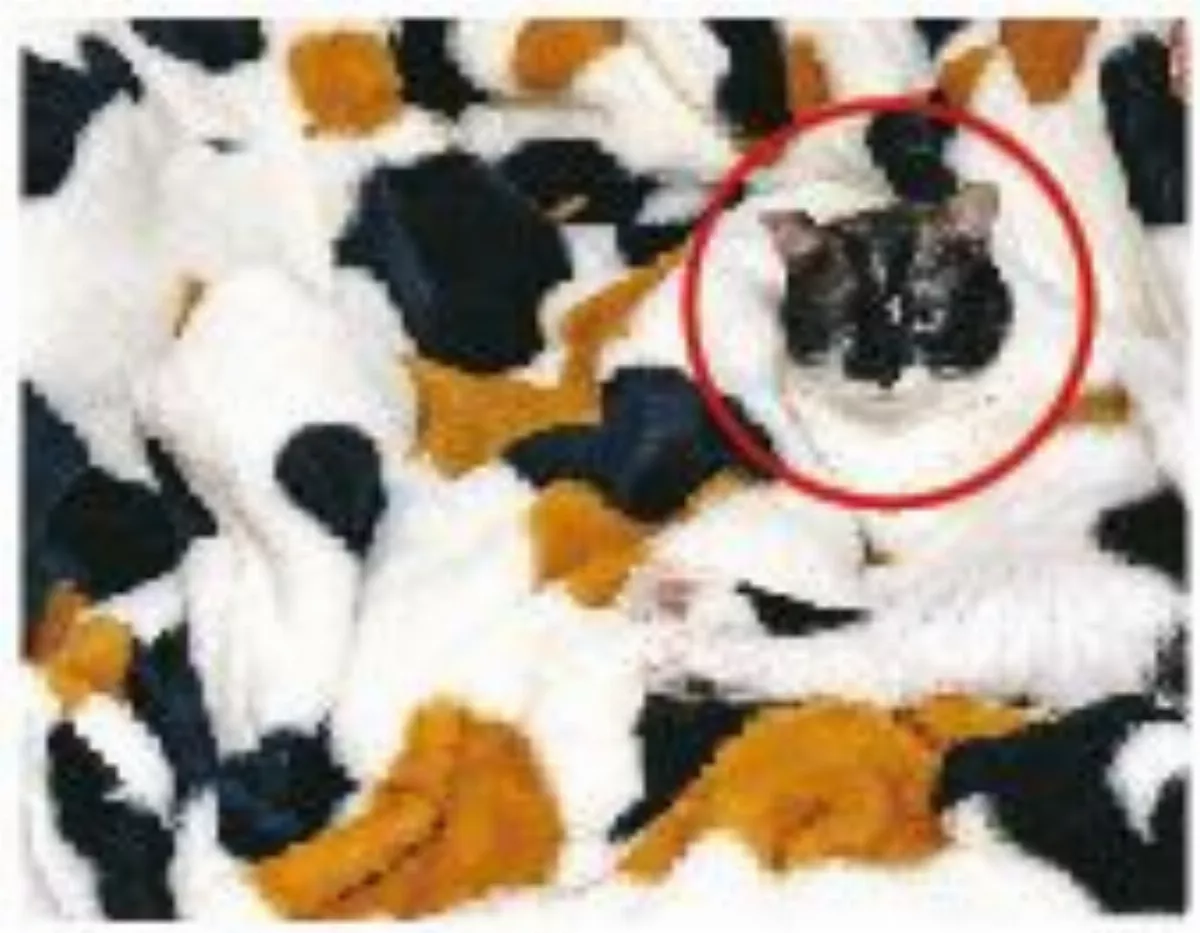 貓躺同花色毛毯  飼主找不到牠