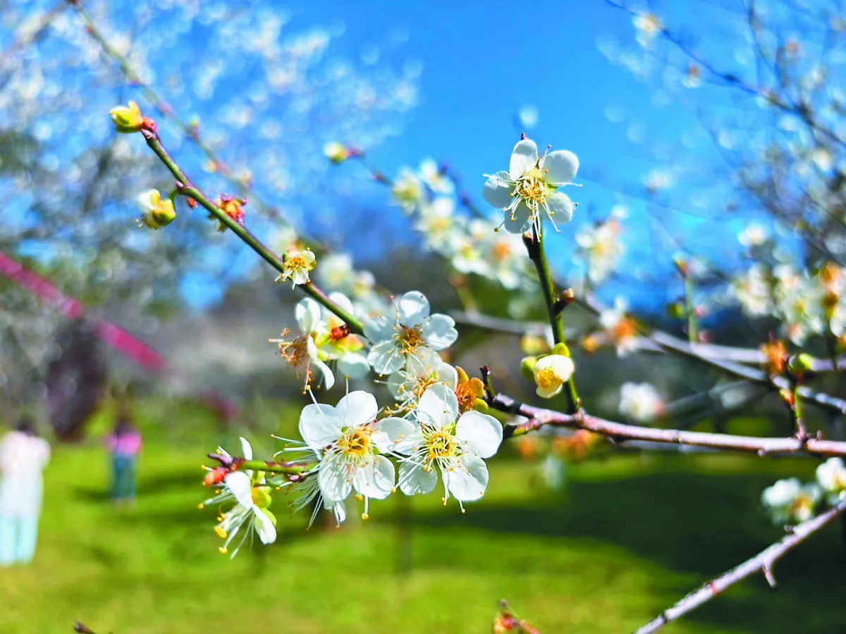 角板山梅花季  明年初登場