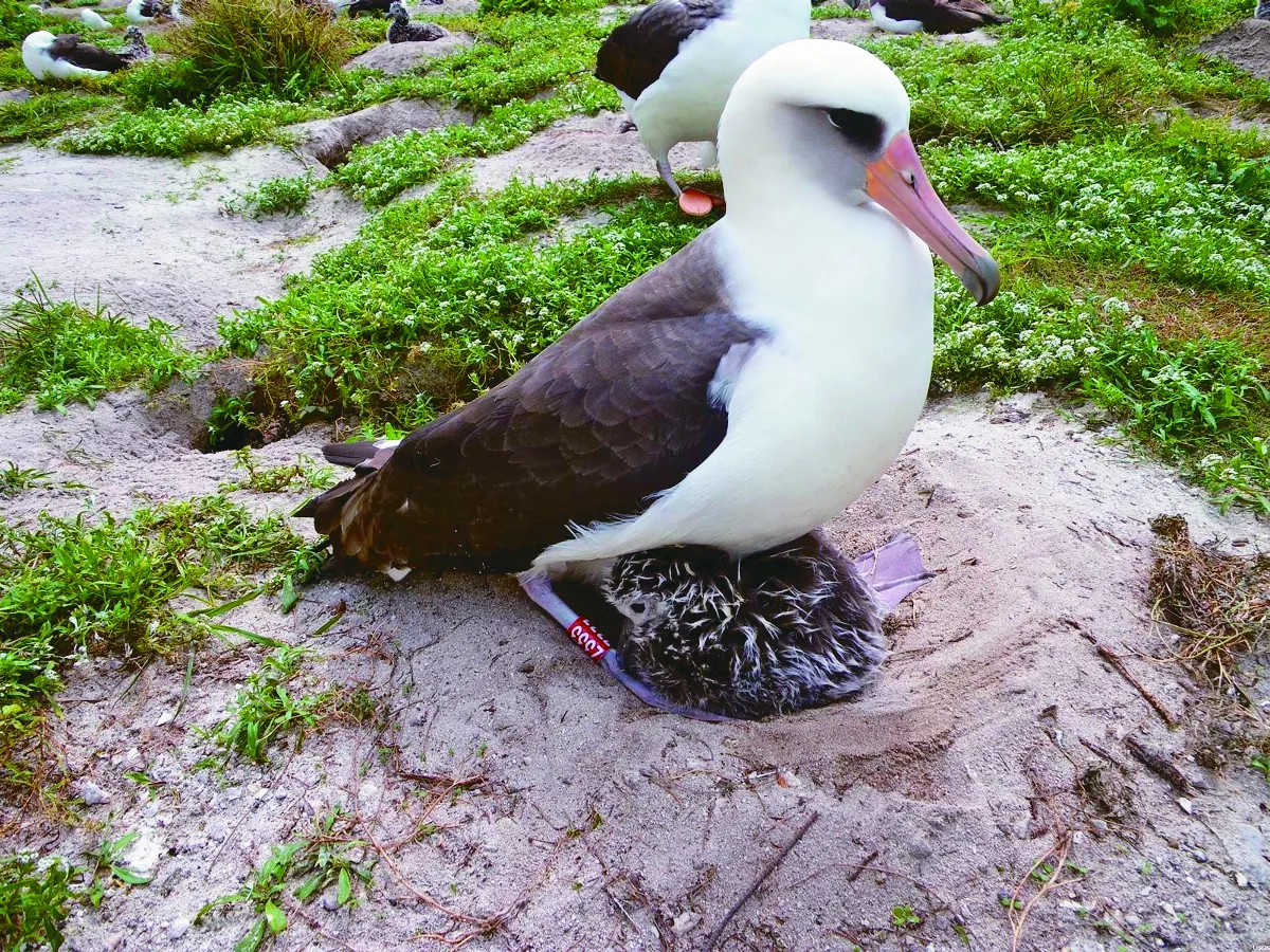 高齡74歲鳥瑞 再次下蛋創紀錄