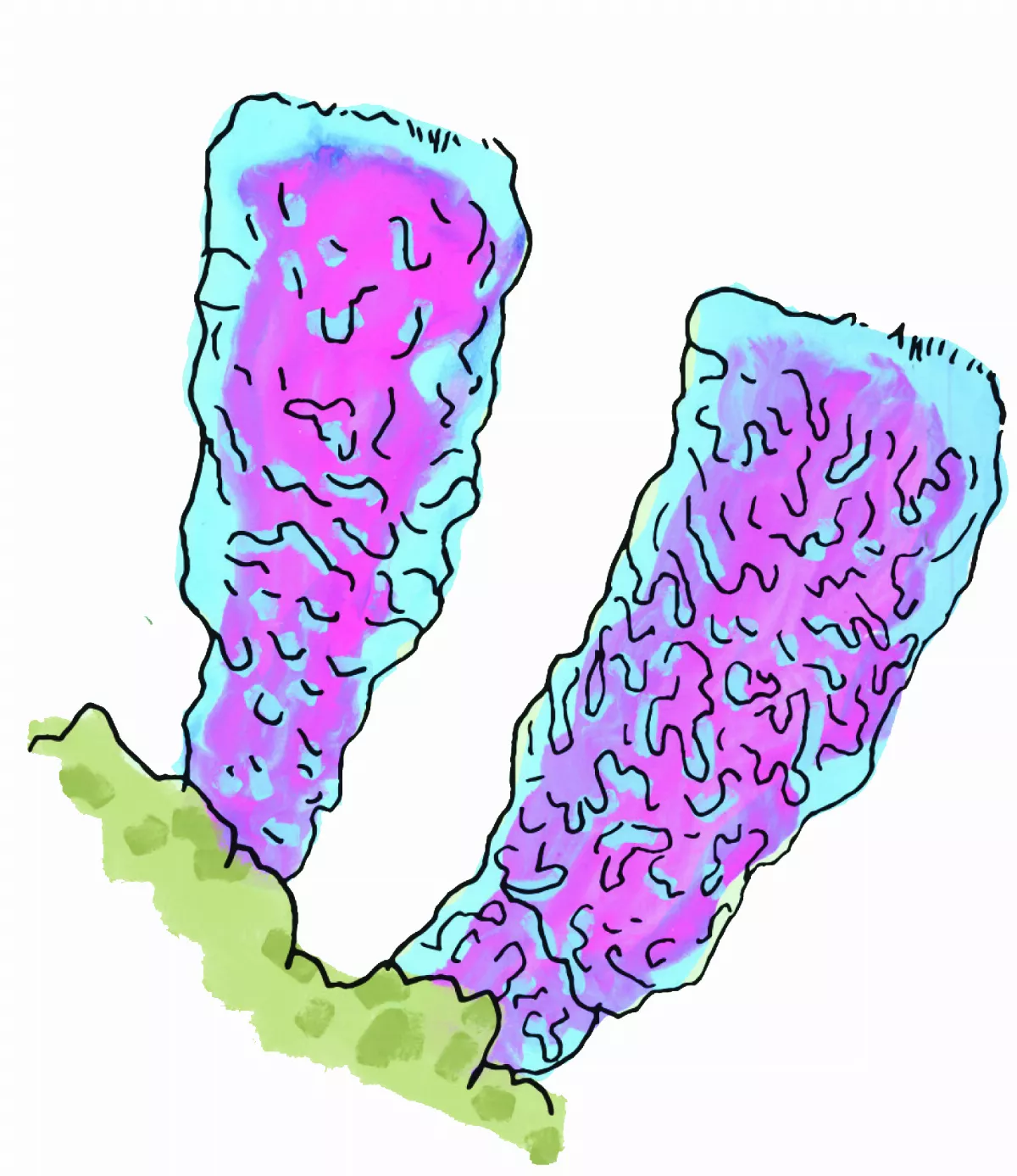 海綿