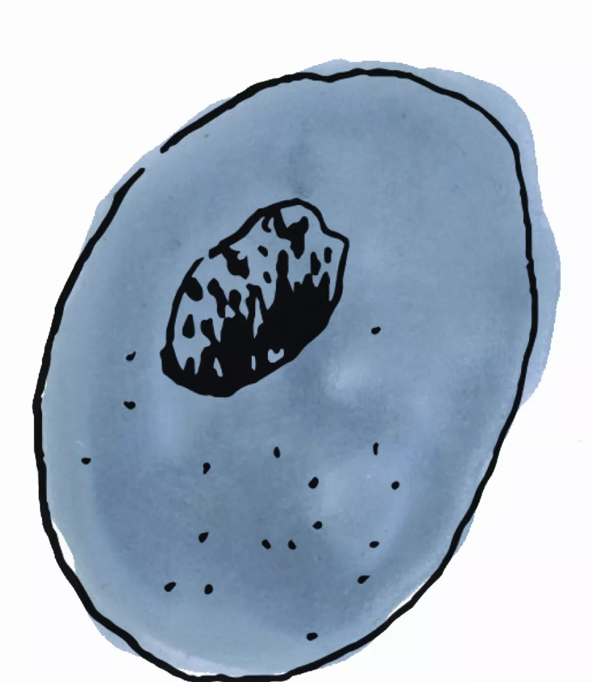 海綿