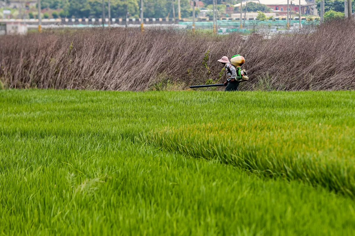 植物診療師2025年8月首辦國考 通過考試者須再實習
