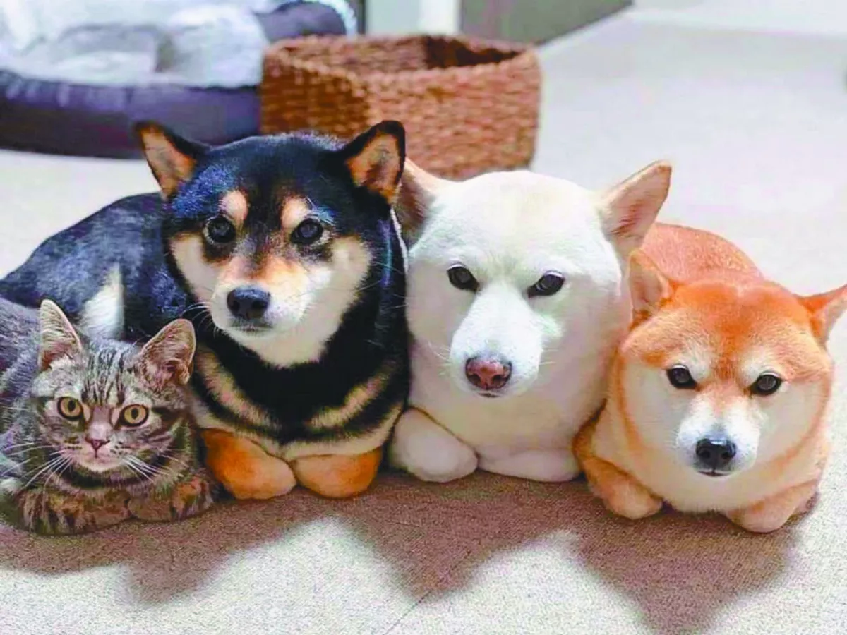 小貓與3柴犬共居  動作也神似 