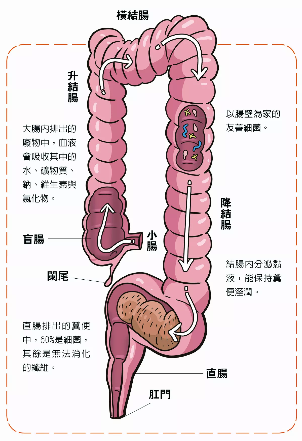 大腸如何運作？