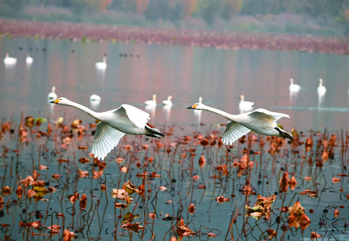 三門峽 美麗天鵝之城