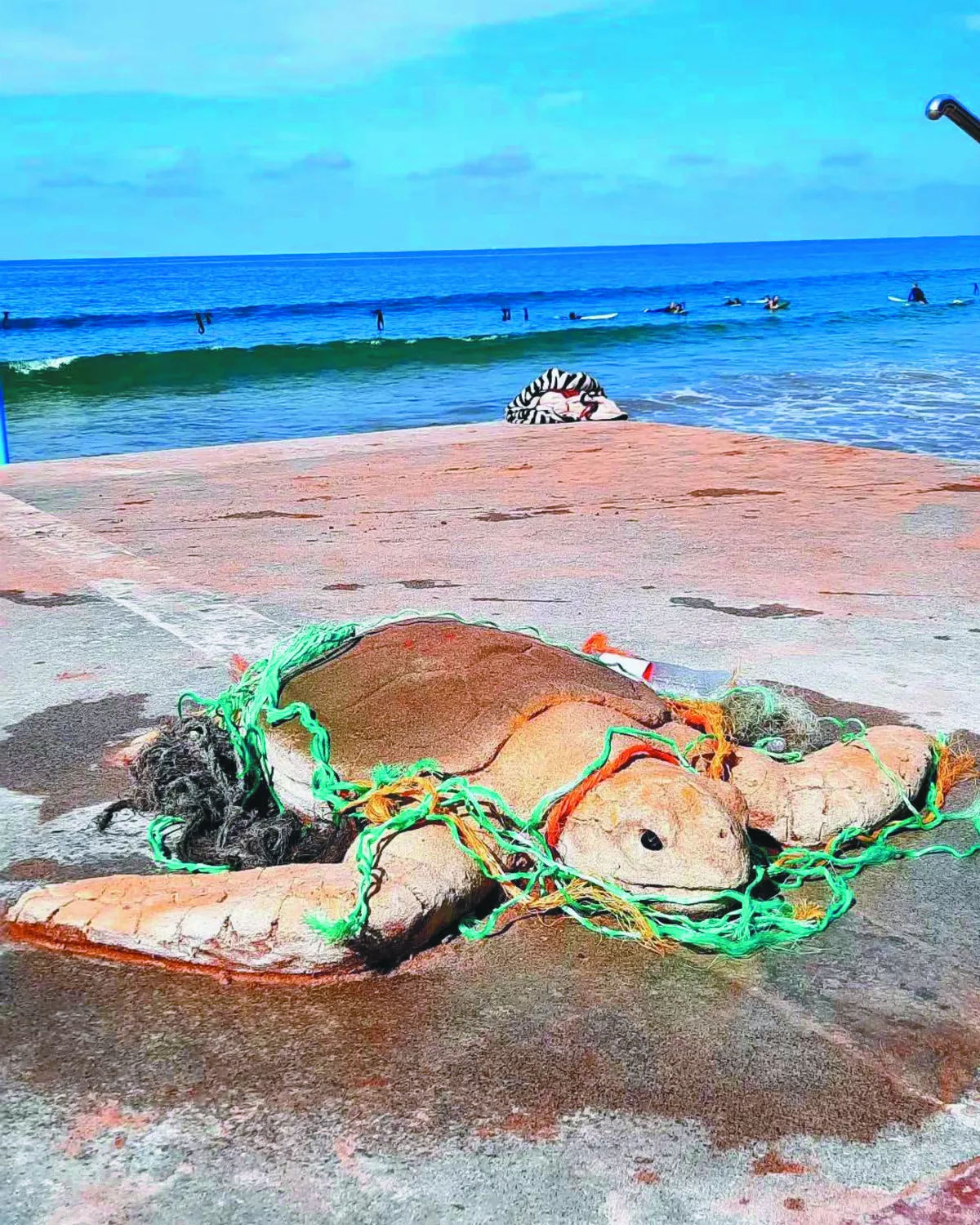 救救海龜 沙雕示警海洋危機