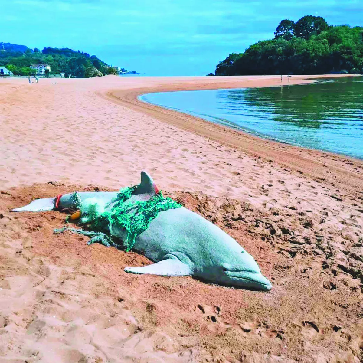 救救海龜 沙雕示警海洋危機