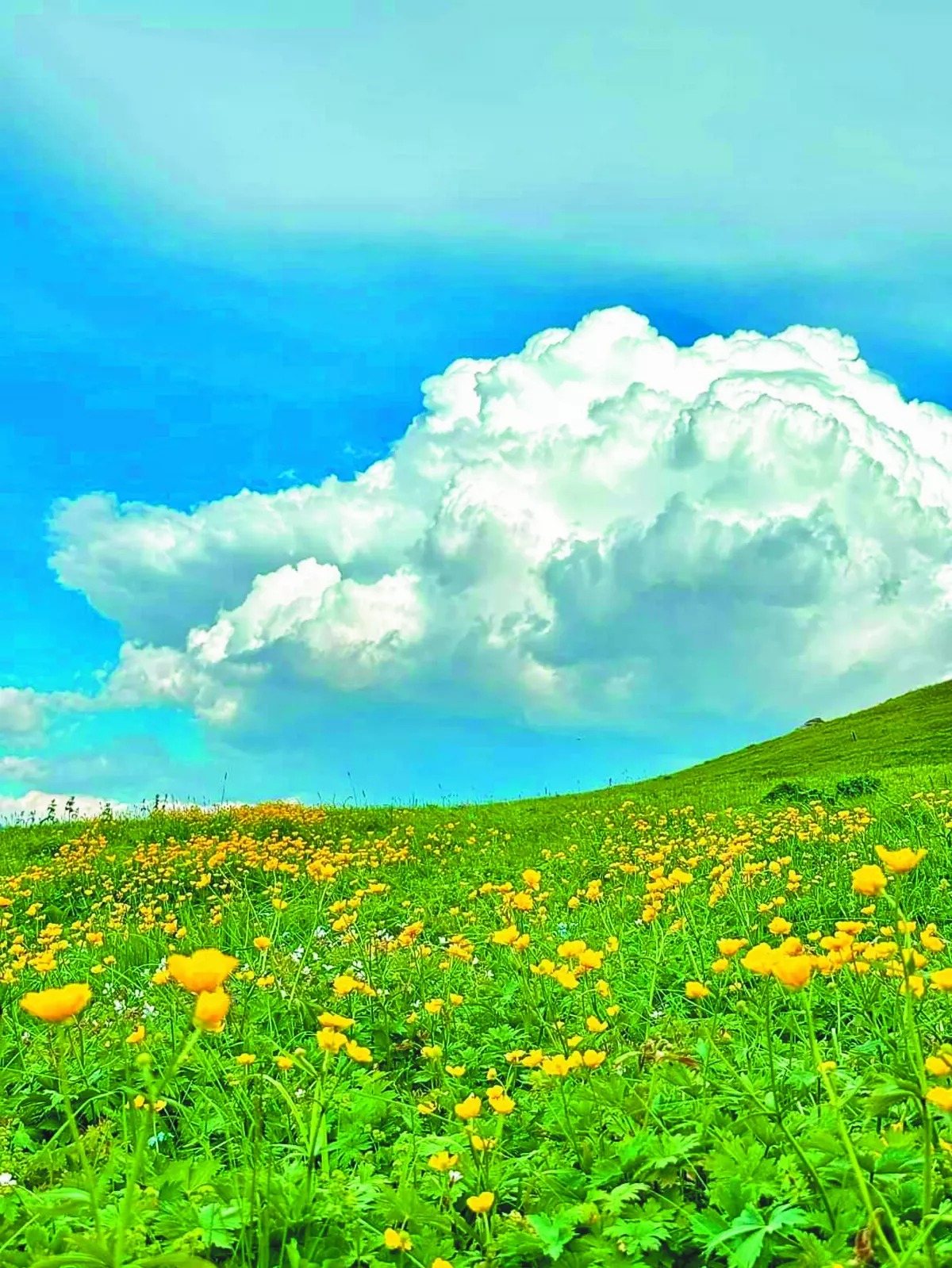 【生活快門】 雲與花的對話