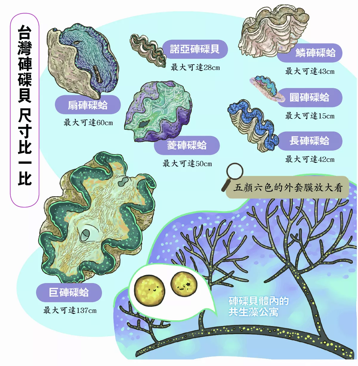 【玉子手札】 硨磲貝與房客