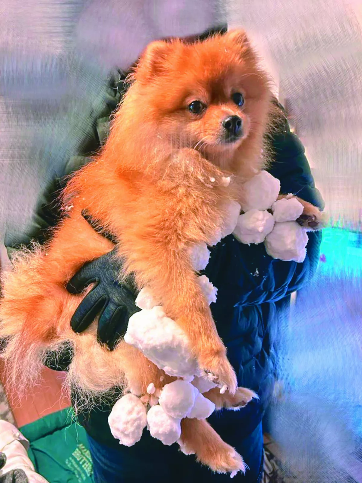 愛犬奔雪地  積雪沾毛變「湯圓」