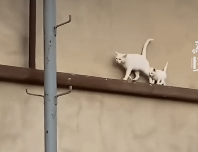 浪貓媽教孩子輕功  不斷回頭擔心奶喵掉下去