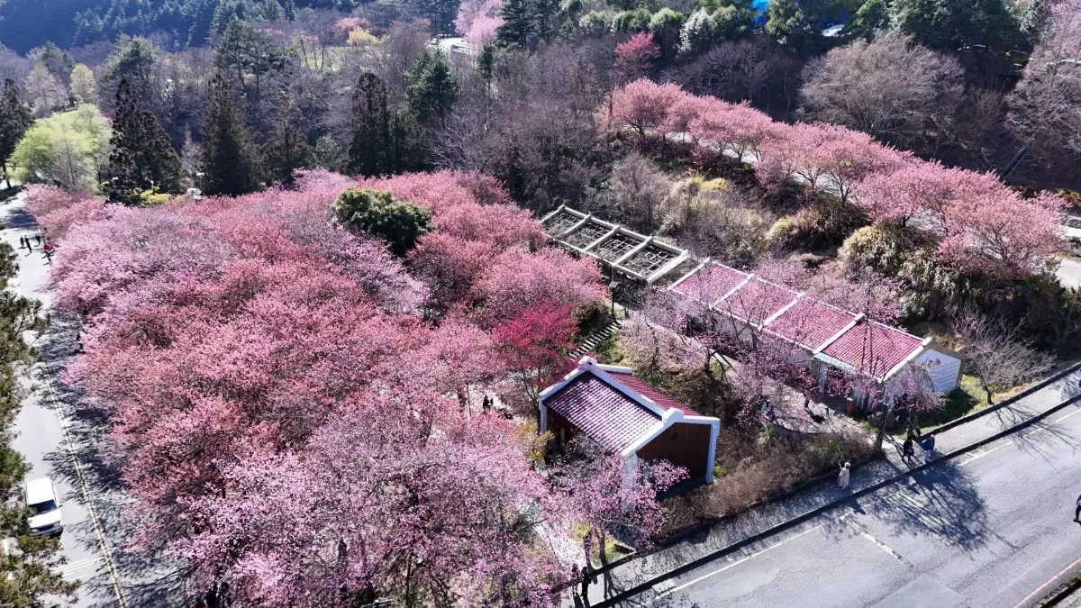 武陵農場梅、櫻季接力 春節、2月住宿客滿