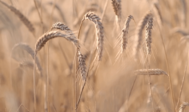 星雲說偈：逆向思考