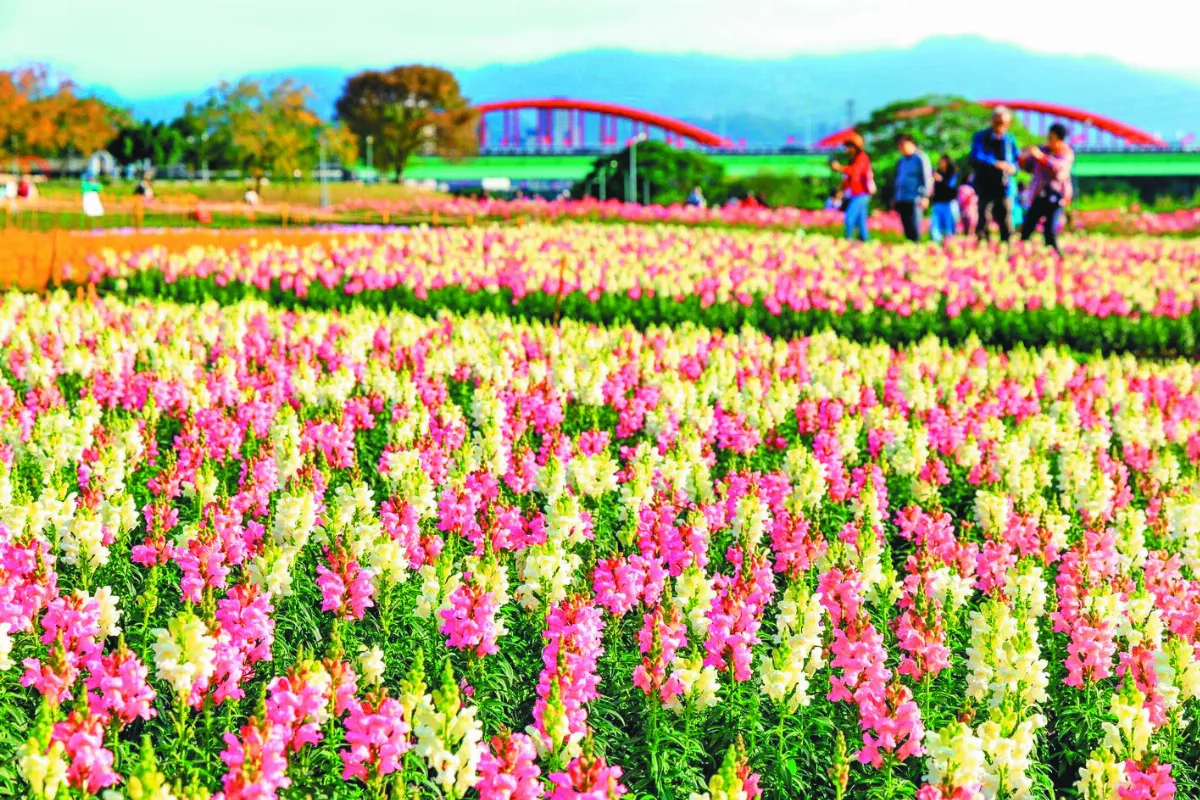 北市河濱公園 花團錦簇迎春節