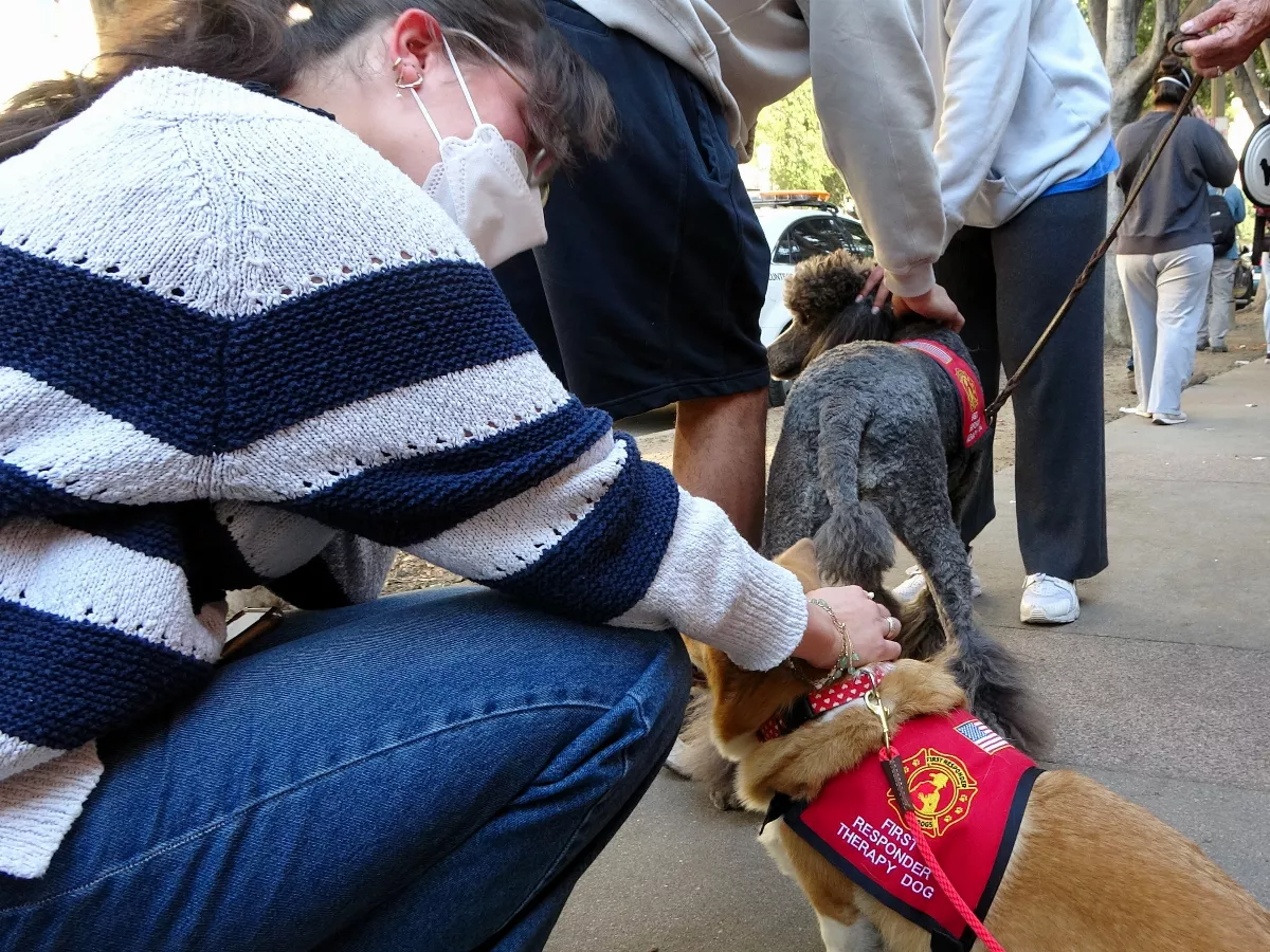 野火重創洛杉磯 治療犬提供心靈慰藉