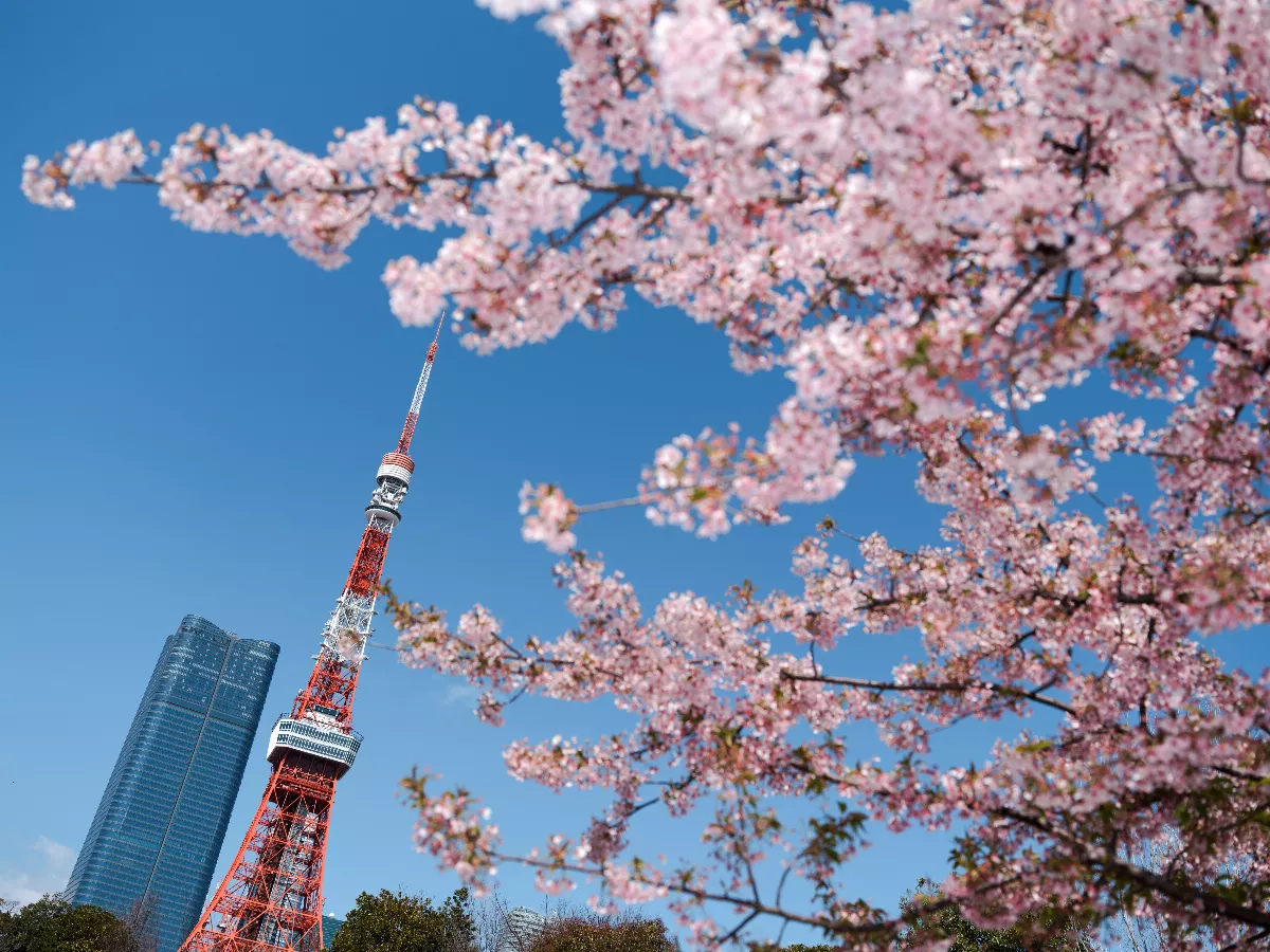 日本民間氣象公司預測 東京櫻花3/21搶先開
