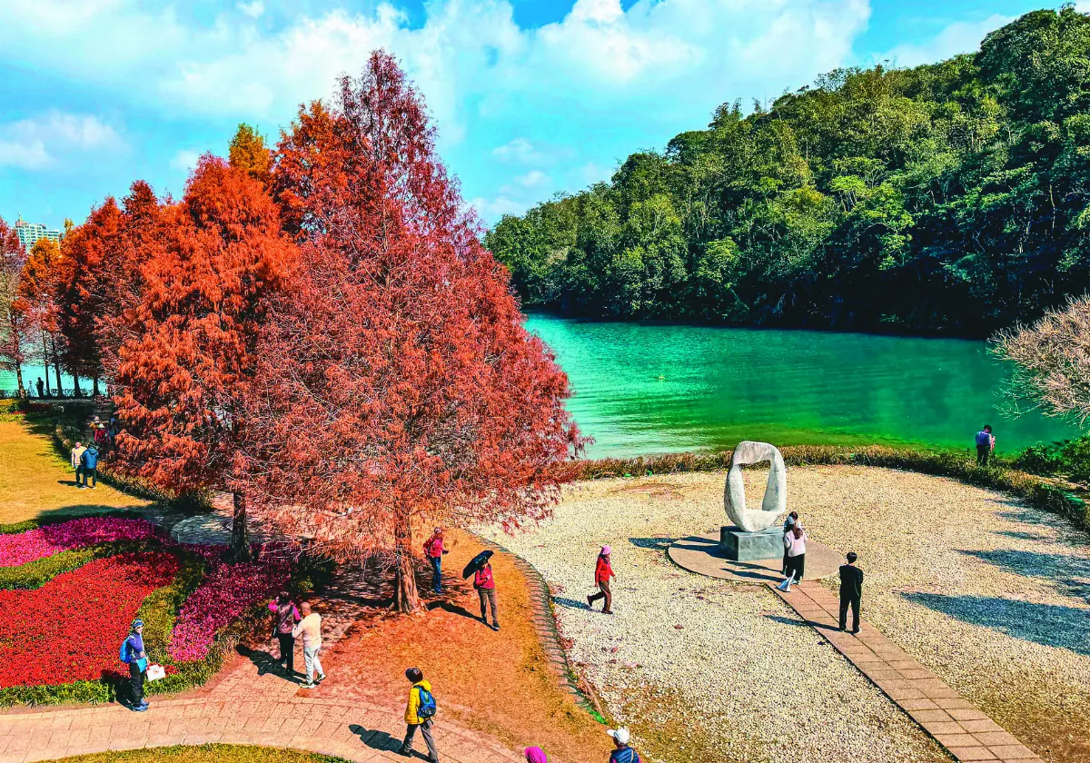 日月潭落羽松 冬季限定美景
